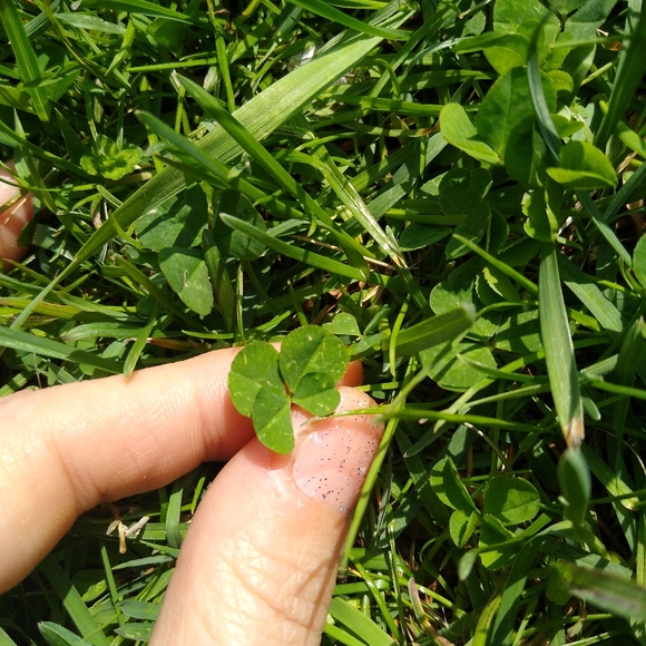 🍀 Wild Four Leaf Clover REAL Just for You Found 4 /22/23 USA yard Lucky Clovers - Picture 5 of 15